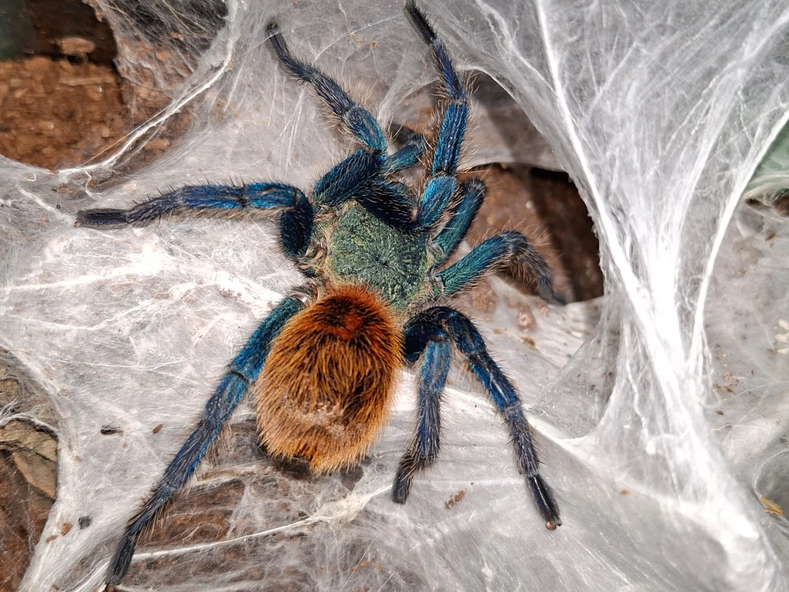 Green Bottle Blue (Chromatopelma Cyaneopubescens) for sale in