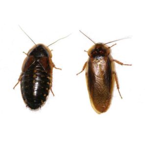 soft shell crickets (copy)
