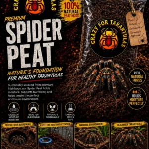 Tarantula | Crazy For Tarantulas
