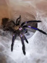 electric blue sling (chilobrachys sp.)