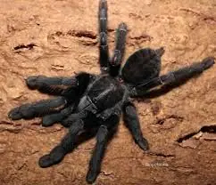 borneo black tarantula (phormingochilus arboricola)