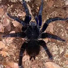 steely blue leg birdeater (pamphobeteus antinuous) 20cm mature female