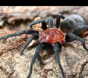 brazilian redhead (bumba horrida)