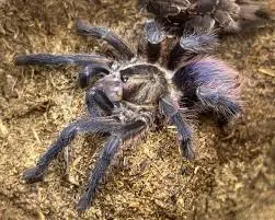 cuban bronze tarantula (phormictopus auratus)