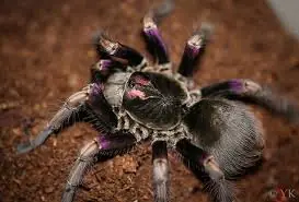 ecuador bird eater (pamphobeteus ultramarinus) mature female 14 cm