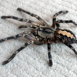 fringed ornamental (poecilotheria ornata)