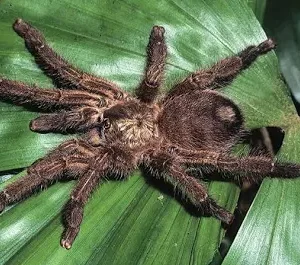 caribena laeta (puerto rican pink toe)