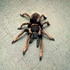 santa catalina (sericopelma sp. santa catalina)