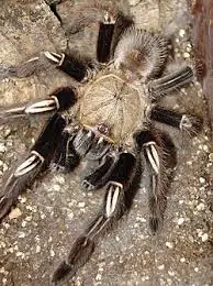 skeleton leg tarantula (ephebopus murinus) sub adult female