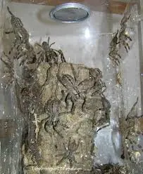 tiger wessels ornamental (poecilotheria tigrinawesseli) communals available