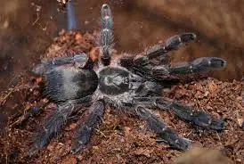violet tree spider (tapinauchenius cupreus)
